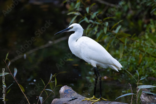 little egret the lake