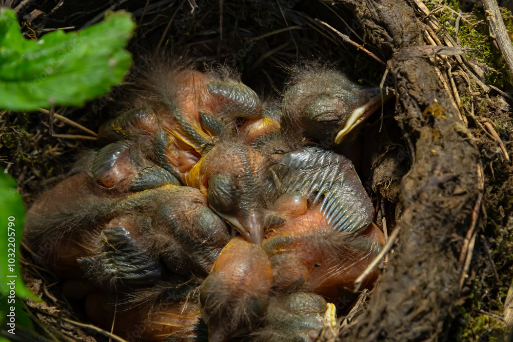 Baby birds in the nest birds and mistle thrushes. Thrushes Baby birds in the nest birds and mistle thrushes. Thrushes