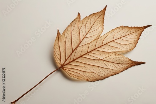 Delicate Skeleton Leaf on Light Background - Natural Vein Structure in Minimalist Style