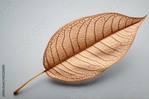 Delicate Skeleton Leaf on Light Background - Natural Vein Structure in Minimalist Style