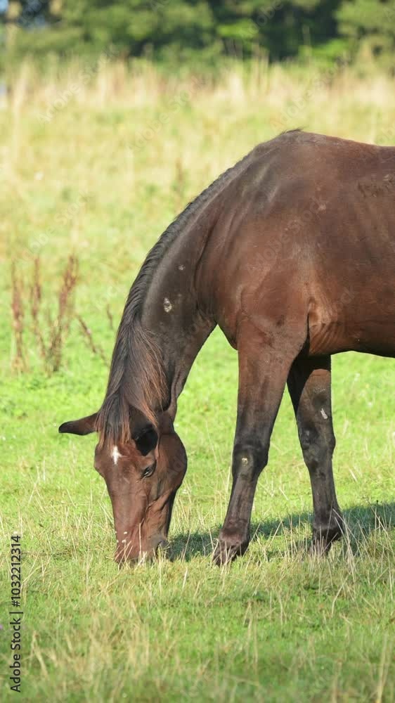 Dark brown domestic horse grazing in a meadow on a pasture in the rural countryside, vertical video Dark brown domestic horse grazing in a meadow on a pasture in the rural countryside, vertical video