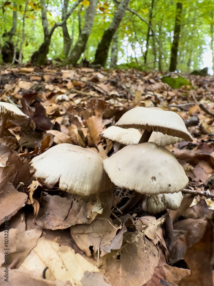 mushrooms in the forest mushrooms in the forest