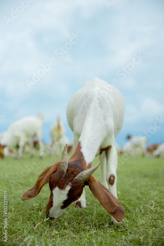 Goat Grazing in a Lush Meadow: A close-up of a brown and white goat with horns grazing on a lush green meadow, with a flock of goats in the background against a cloudy sky.