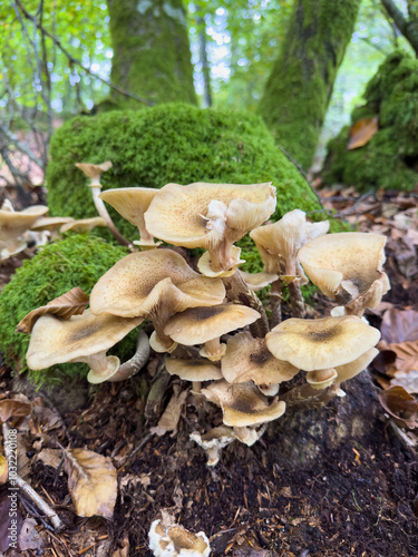 mushrooms in the forest