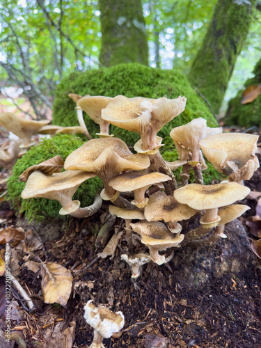 mushrooms in the forest