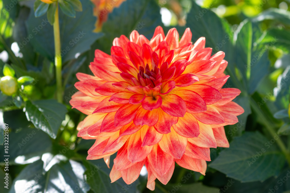 orange Dahlia flower