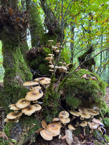 mushrooms in the forest