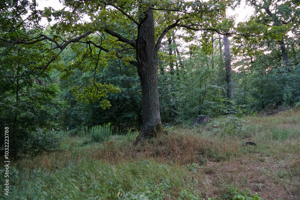 Serene Forest Landscape with Tall Oak Tree in the Wilderness Serene Forest Landscape with Tall Oak Tree in the Wilderness