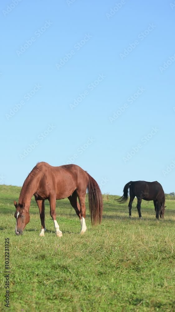 Domestic brown horses grazing in a meadow on a pasture in the rural countryside, vertical video
Domestic brown horses grazing in a meadow on a pasture in the rural countryside, vertical video