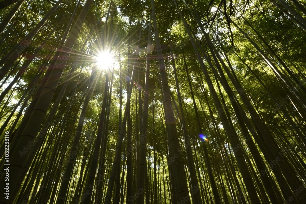 Bamboo forest with a sun flare
Bamboo forest with a sun flare