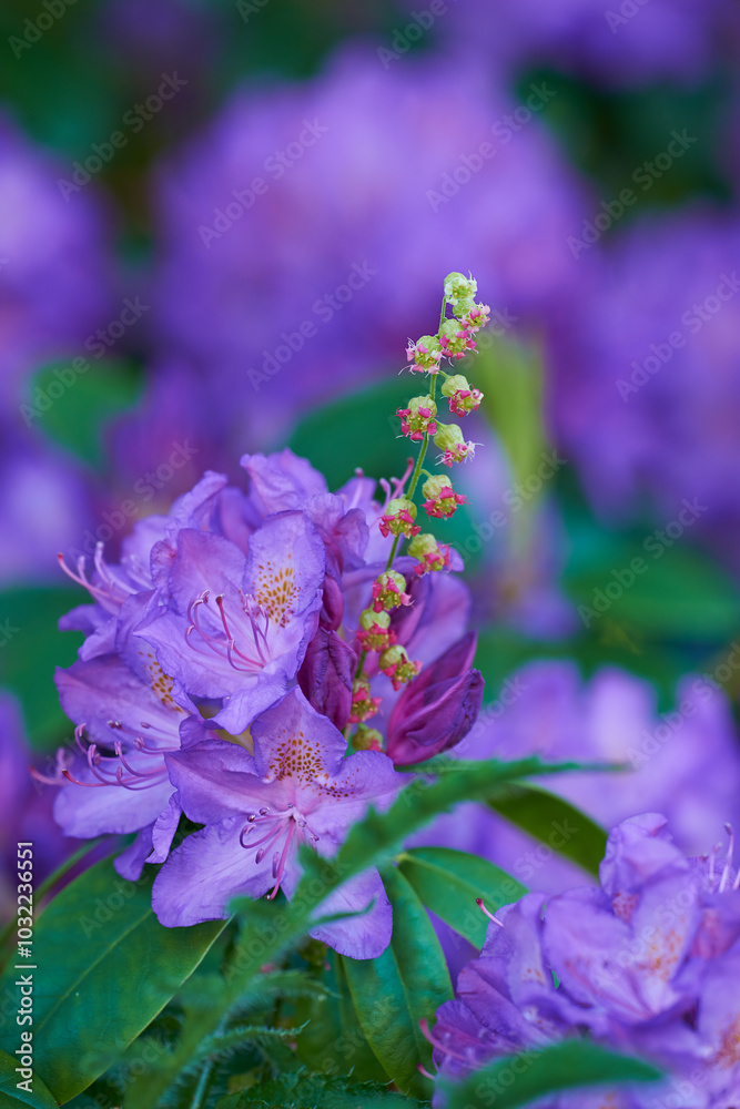 Azalea, forest and outdoor ecology in environment, flower bush and growth or blooming in nature. Plant, blossom and countryside woods with botany for peace in ecosystem, wilderness and vegetation Azalea, forest and outdoor ecology in environment, flower bush and growth or blooming in nature. Plant, blossom and countryside woods with botany for peace in ecosystem, wilderness and vegetation