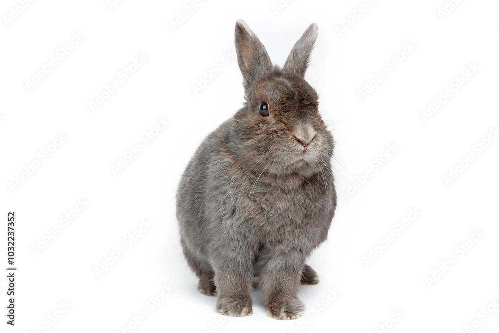 Obraz premium Rabbit grey isolated on white 