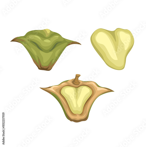 Obraz na plátne Water Caltrop Chestnut Collection Set Illustration Vector