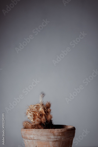 Dried cactus in a clay pot. Concept of dry skin, mental health problems, emotional burnout, dehydration. Lack of clean water and the environmental consequences of global warming. photo