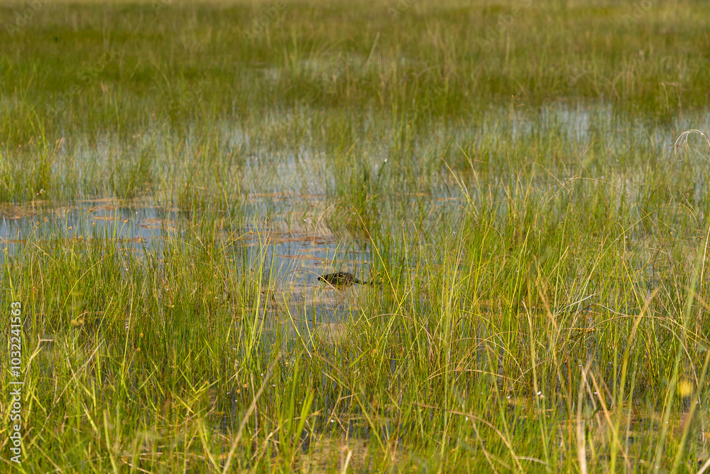 A gator hiding in the water and brush of Shark Valley, Everglades National Park. A gator hiding in the water and brush of Shark Valley, Everglades National Park.