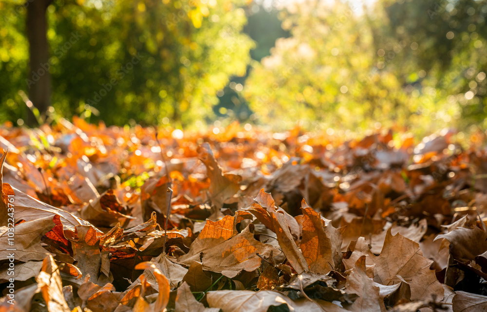 Obraz premium autumn leaves on the ground