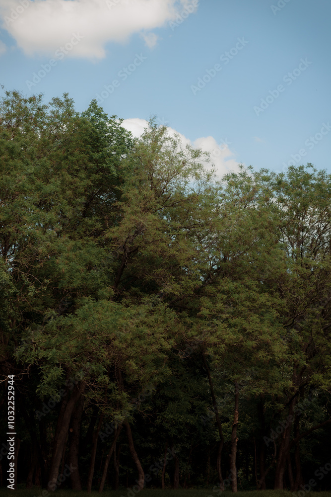 Obraz premium Autumn forest landscape. Yellowed leaves on trees in a national park. Orange and green shades of deep autumn. Calm and windless sunny weather.