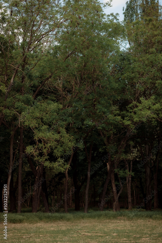 Autumn forest landscape. Yellowed leaves on trees in a national park. Orange and green shades of deep autumn. Calm and windless sunny weather. Autumn forest landscape. Yellowed leaves on trees in a national park. Orange and green shades of deep autumn. Calm and windless sunny weather.