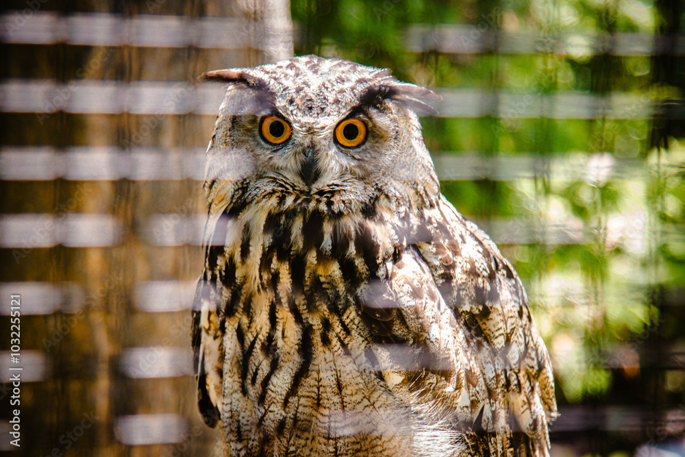 portrait of an owl portrait of an owl