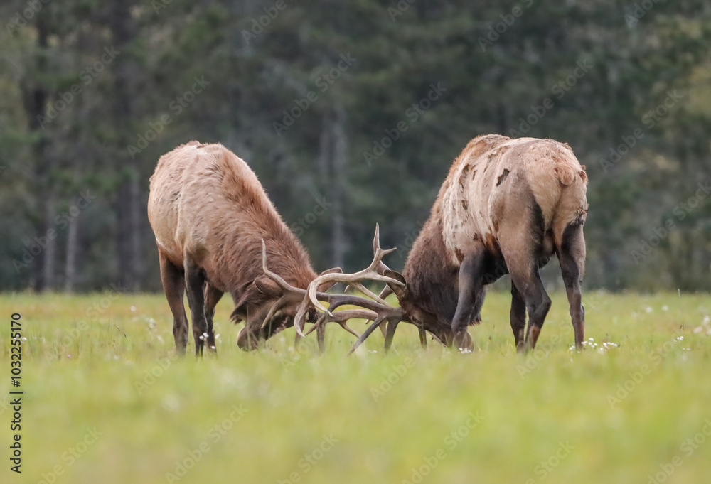 Magnificent Elk Bulls Battling Locking Horns Antlers Collide Rut Fight Magnificent Elk Bulls Battling Locking Horns Antlers Collide Rut Fight