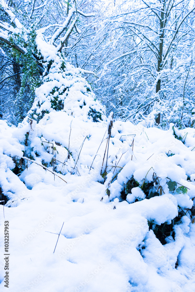 Winter landscape of a snowy park. The branches of bushes and trees are covered with a layer of white snow. Winter landscape of a snowy park. The branches of bushes and trees are covered with a layer of white snow.