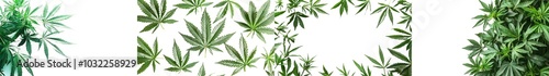 PNG transparent cannabis leaf cut out on white background