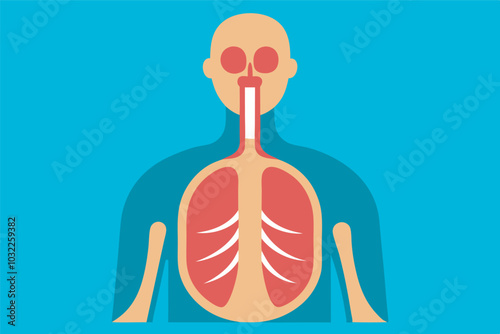 Illustration of the respiratory system: figure without head, arms, chest cavity exposed, lungs in red, pink, yellow, trachea in red, bronchi to lungs. Visually clear depiction.