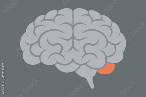 Illustration of a human brain with focus on neurology. Left temporal lobe highlighted in orange against grey background for emphasis.