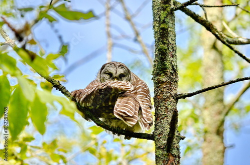 Barred owl perched in a tree in Ontario, Canada photo