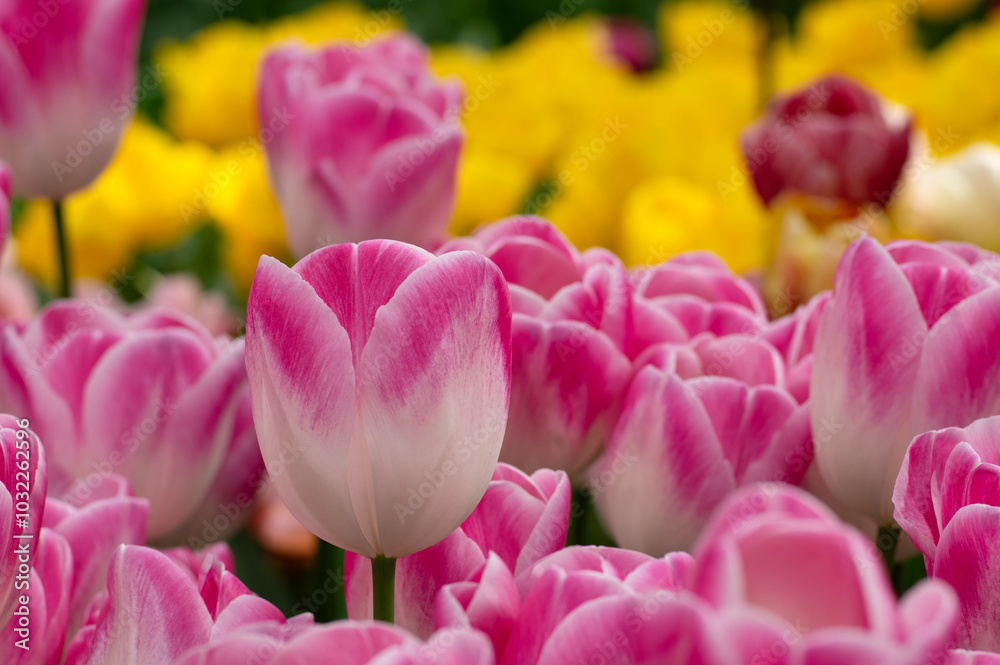 Tulips flowers blooming in the spring Tulips flowers blooming in the spring