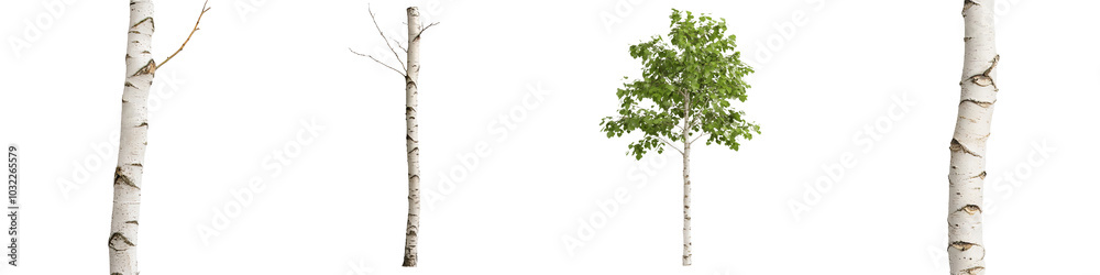 Green birch tree isolated on a transparent background. Green birch tree isolated on a transparent background.