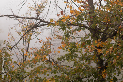 fog and leaves on an autumn morning