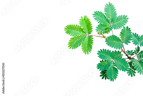 Mimosa pudica green foliage ( Shy plant) isolated on transparent background. PNG transparency