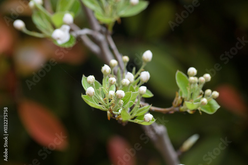 Obraz na płótnie piccoli fiori w salonie