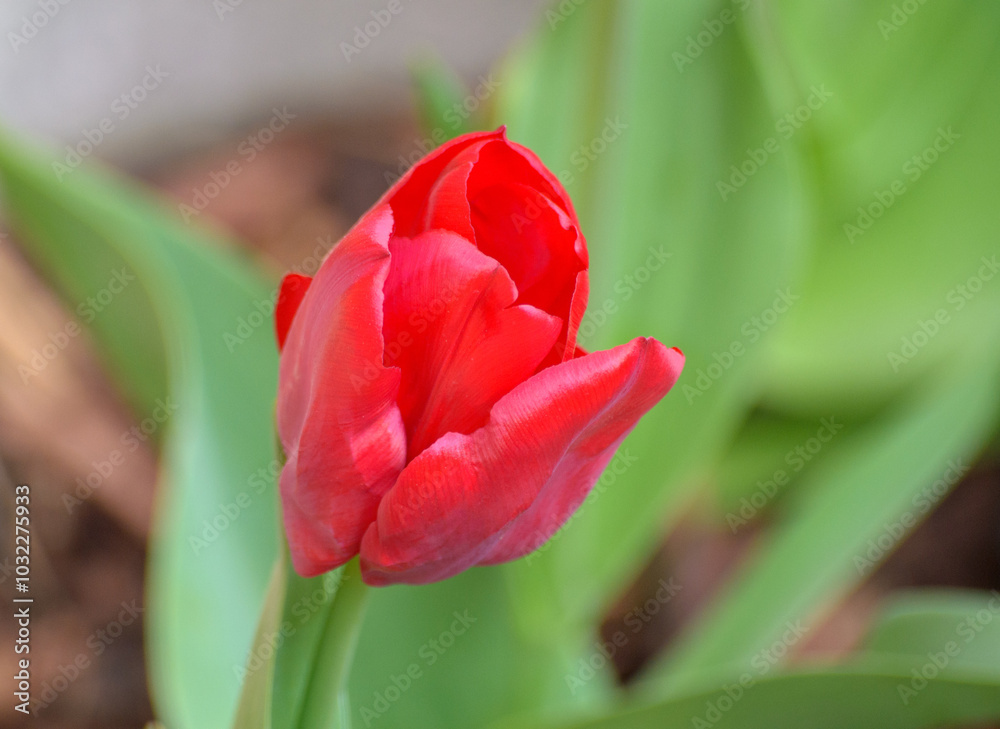 tulipano red