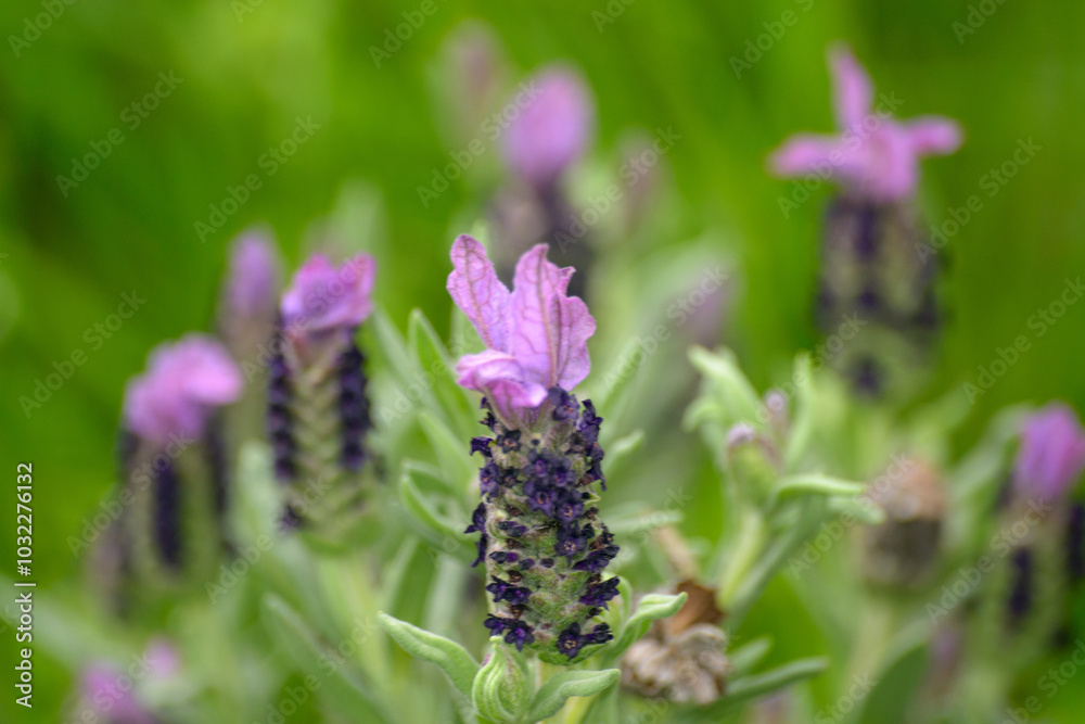 fiore