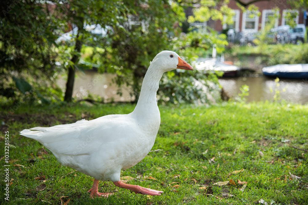 white goose on the grass white goose on the grass