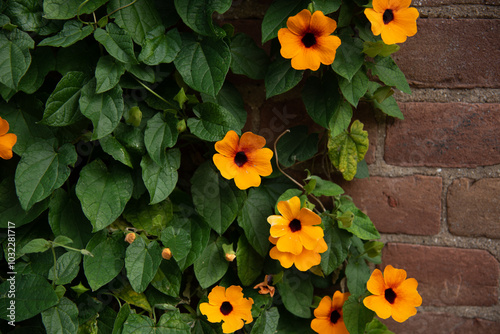Climbing vines with orange flowers on the brick wall
