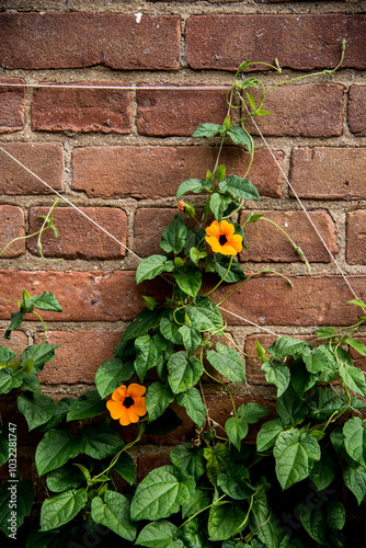 Climbing vines with orange flowers on the brick wall