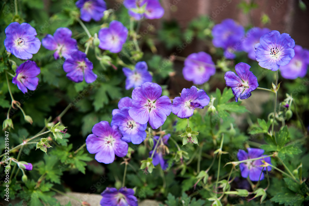 Perennial Geranium flowers in the garden Perennial Geranium flowers in the garden