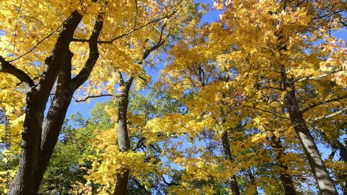 Yellow leaves falling from trees / Autumn 