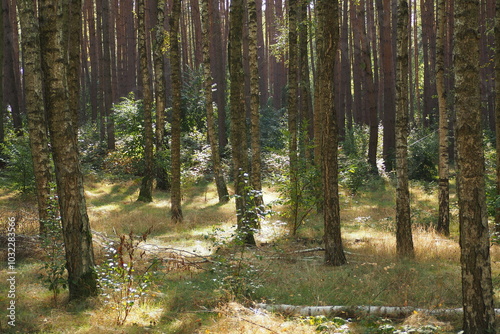 Wallpaper Mural Las jesienią w Polsce Torontodigital.ca