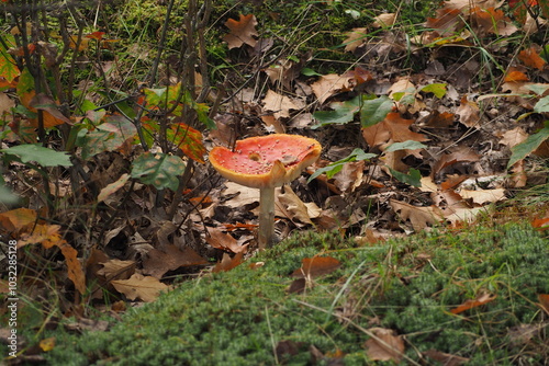 Wallpaper Mural Muchomor wśród liści w lesie Torontodigital.ca