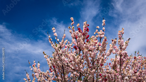 Close view of  colorful cherry blossoms with a blue sky with a few clouds as background