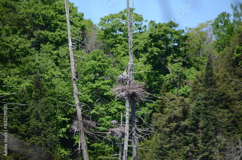 Great blue heron at their nests near Algonquin Park in Ontario, Canada