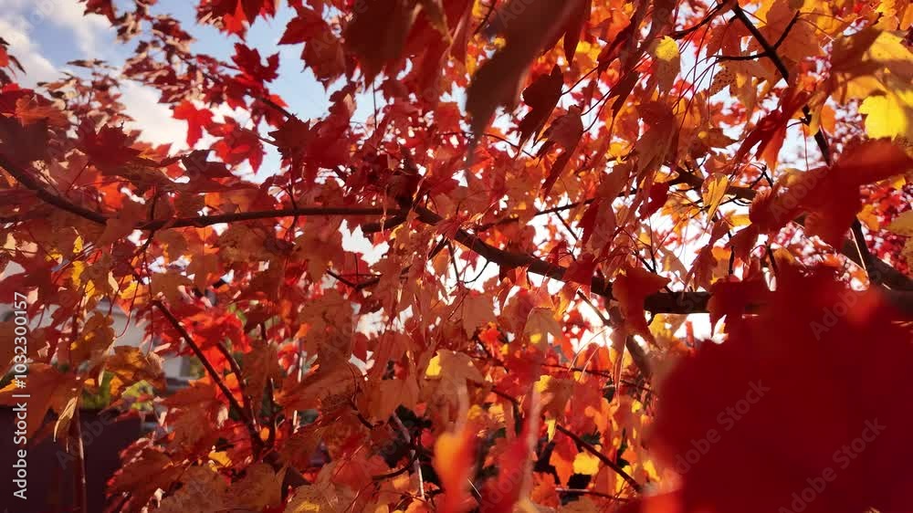 The autumn hot maple trees