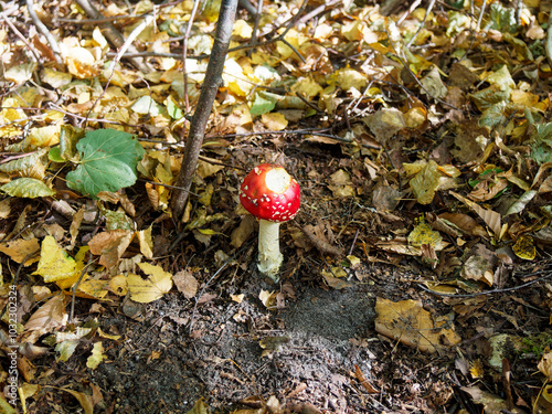 champignon amanite tue mouche photo