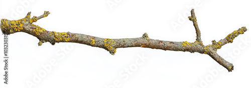 A bare, gnarled tree branch with yellow lichen isolated on a white background.