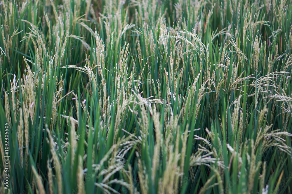 Fototapeta premium green wheat field