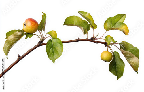 A branch of an apple tree with two small, unripe apples and green leaves, isolated on a white background. photo